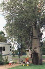 in Roma - Camping unter einem Bottle Tree